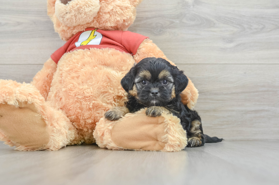 5 week old Shih Poo Puppy For Sale - Premier Pups