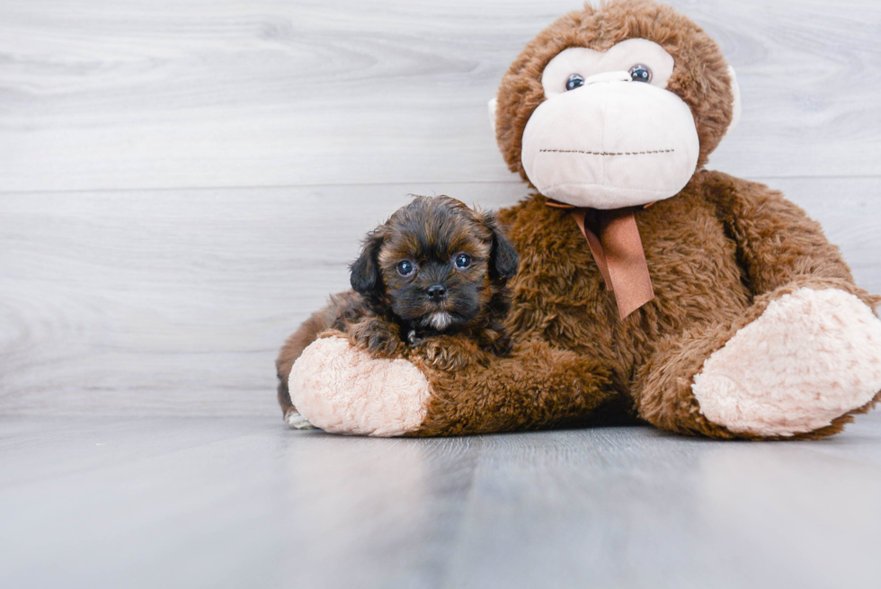 Happy Shih Poo Baby