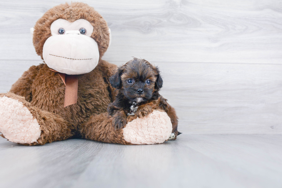 Petite Shih Poo Poodle Mix Pup