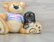 6 week old Shih Poo Puppy For Sale - Premier Pups