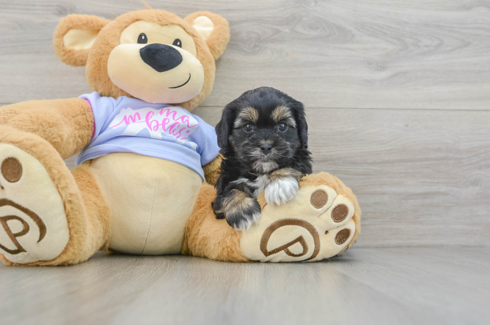 6 week old Shih Poo Puppy For Sale - Premier Pups