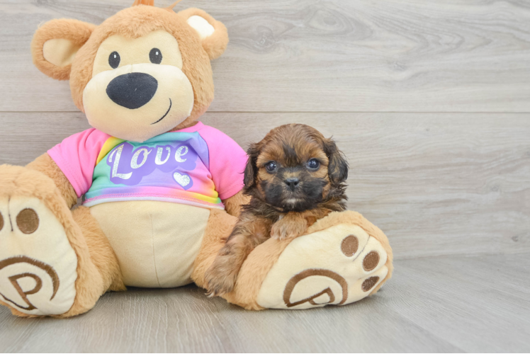 Petite Shih Poo Poodle Mix Pup