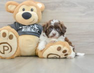 8 week old Shih Poo Puppy For Sale - Premier Pups