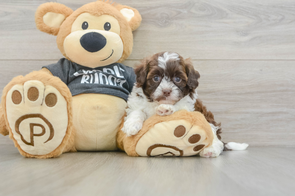 6 week old Shih Poo Puppy For Sale - Premier Pups