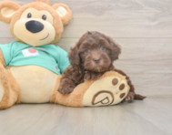 7 week old Shih Poo Puppy For Sale - Premier Pups