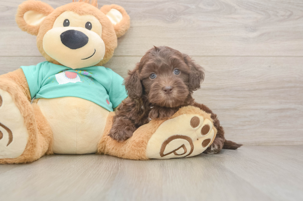 5 week old Shih Poo Puppy For Sale - Premier Pups