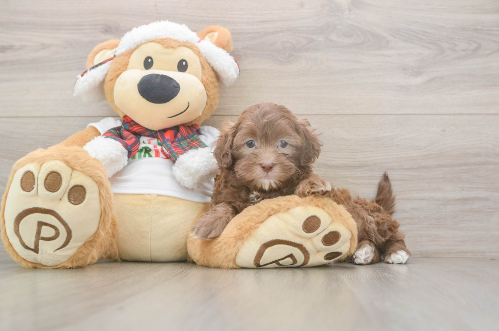 5 week old Shih Poo Puppy For Sale - Premier Pups