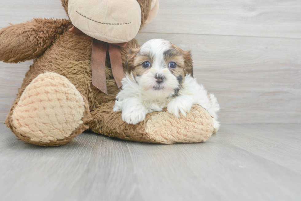 Shih Poo Pup Being Cute