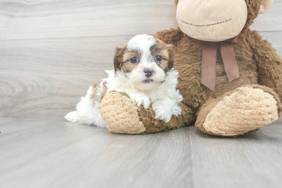 Playful Shihpoo Poodle Mix Puppy