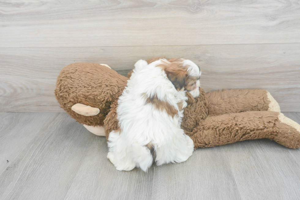 Little Shihpoo Poodle Mix Puppy