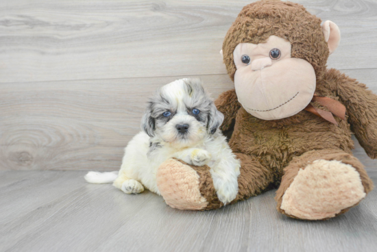 Petite Shih Poo Poodle Mix Pup