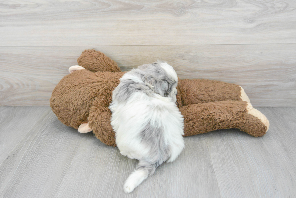 Shih Poo Pup Being Cute