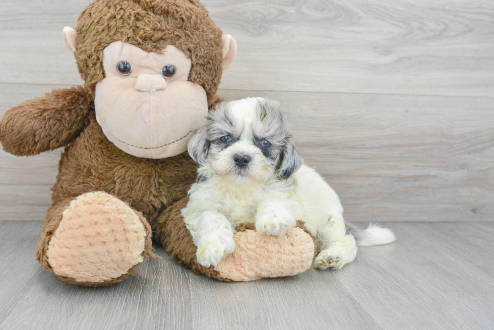 Funny Shih Poo Poodle Mix Pup