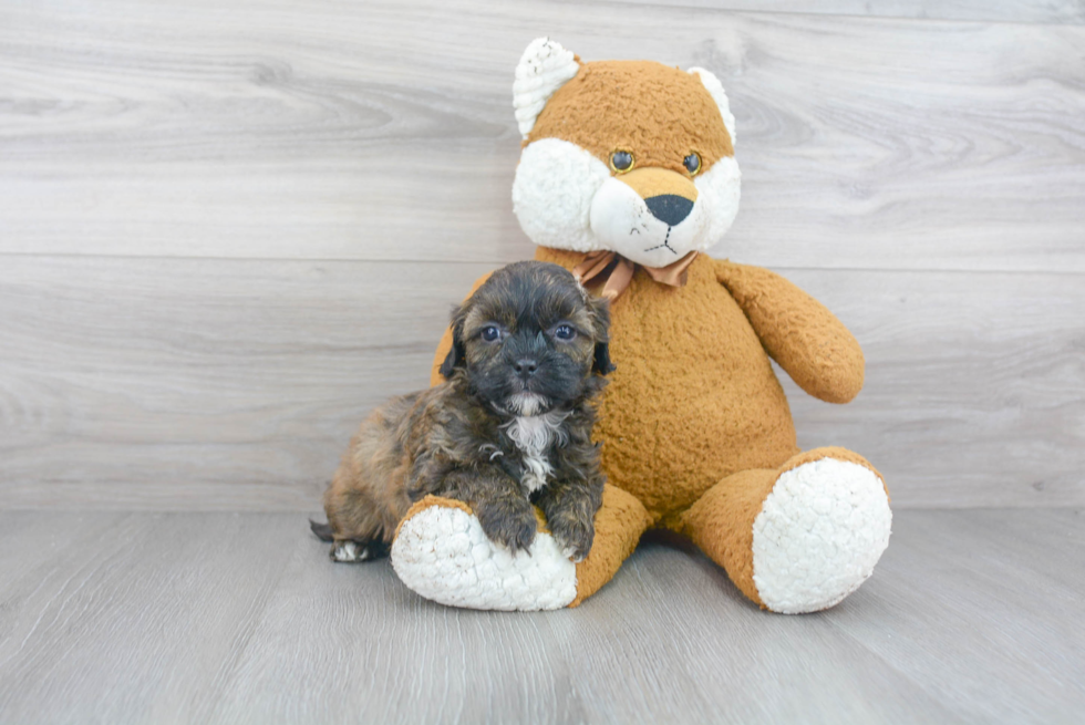Popular Shih Poo Poodle Mix Pup
