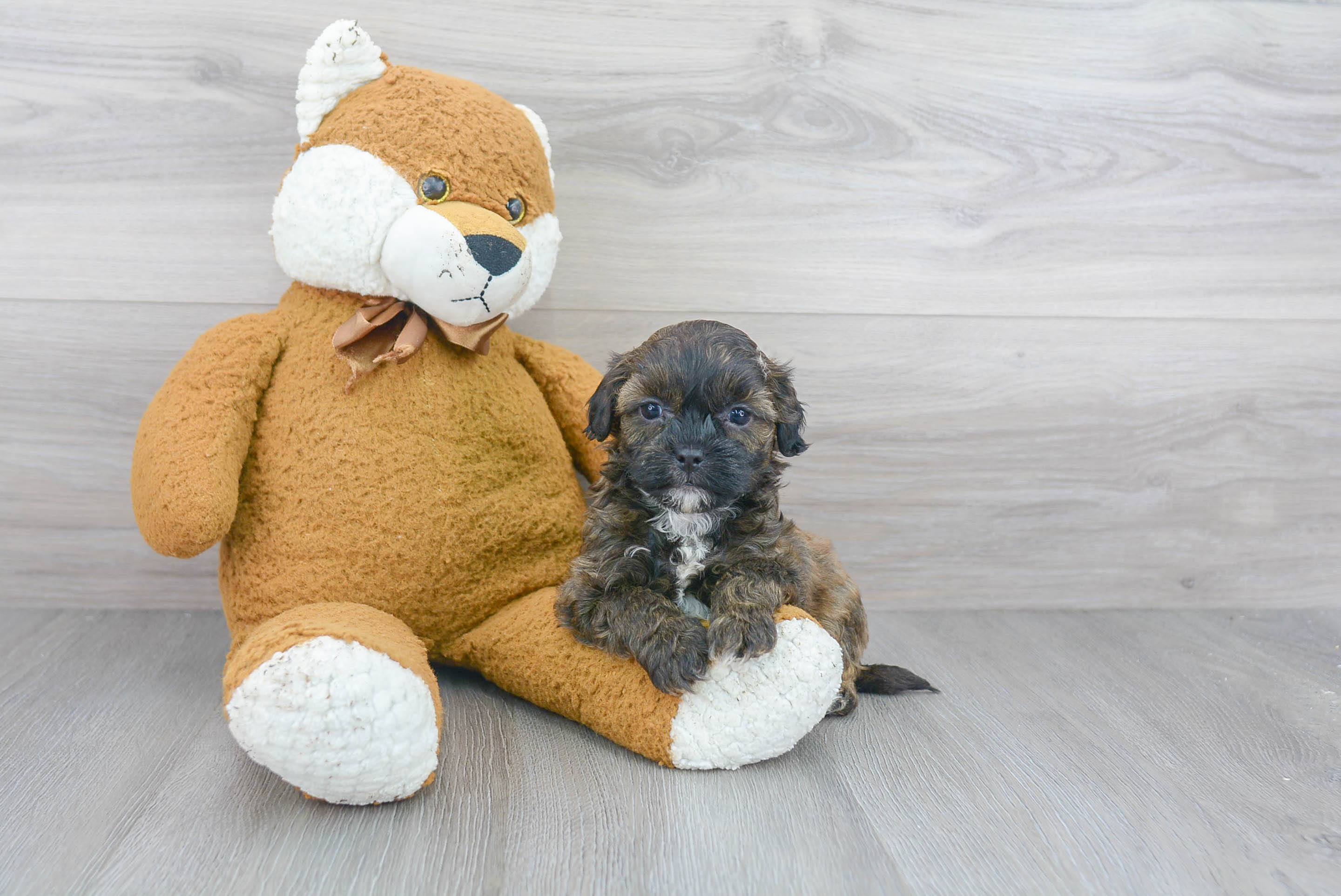Shih Poo Pup Being Cute
