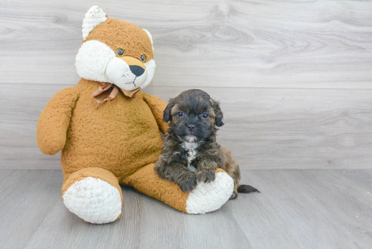 Shih Poo Pup Being Cute