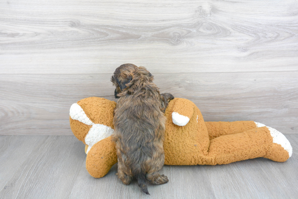 Best Shih Poo Baby