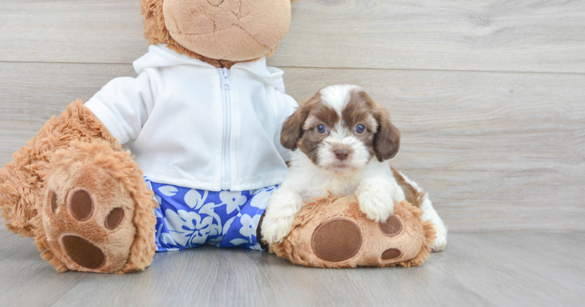 Happy Shih Poo Laura: 3lb 2oz Doodle Puppy