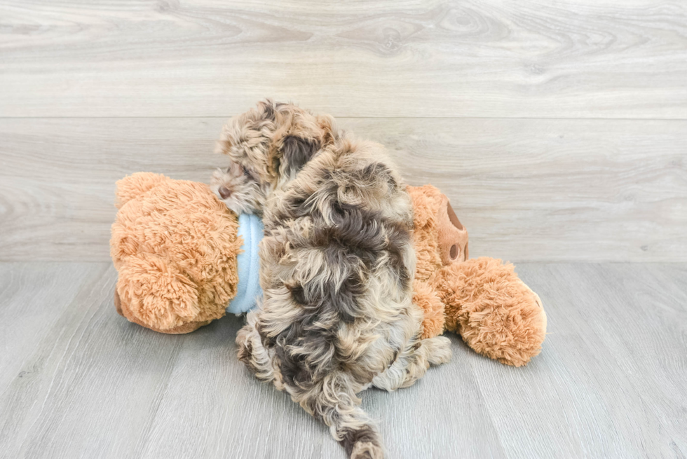 Energetic Shih Poo Poodle Mix Puppy