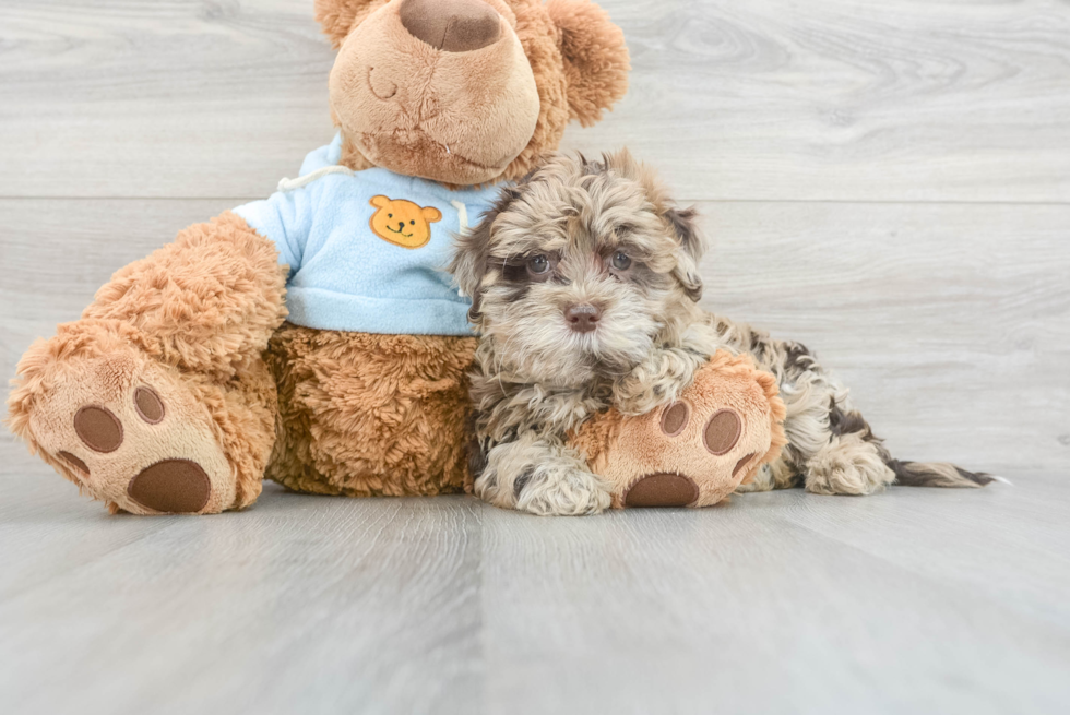 Best Shih Poo Baby