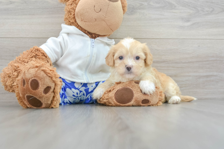 Best Shih Poo Baby