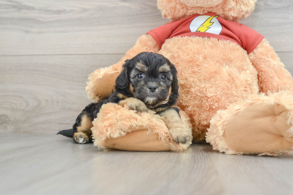 Little Shih Poo Poodle Mix Puppy