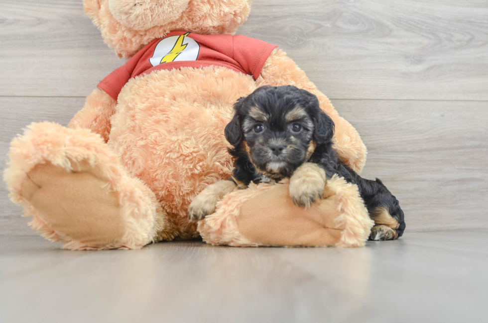 5 week old Shih Poo Puppy For Sale - Premier Pups