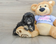 6 week old Shih Poo Puppy For Sale - Premier Pups