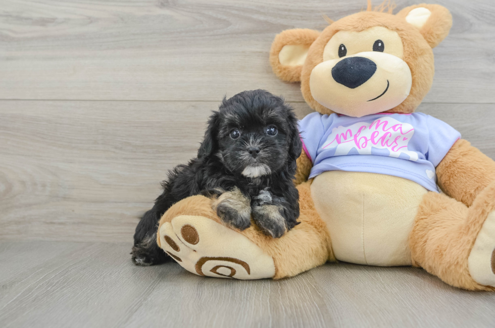 6 week old Shih Poo Puppy For Sale - Premier Pups