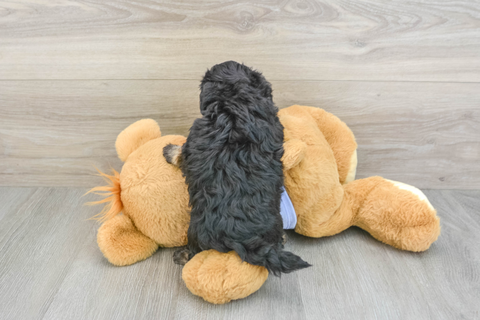 Petite Shih Poo Poodle Mix Pup