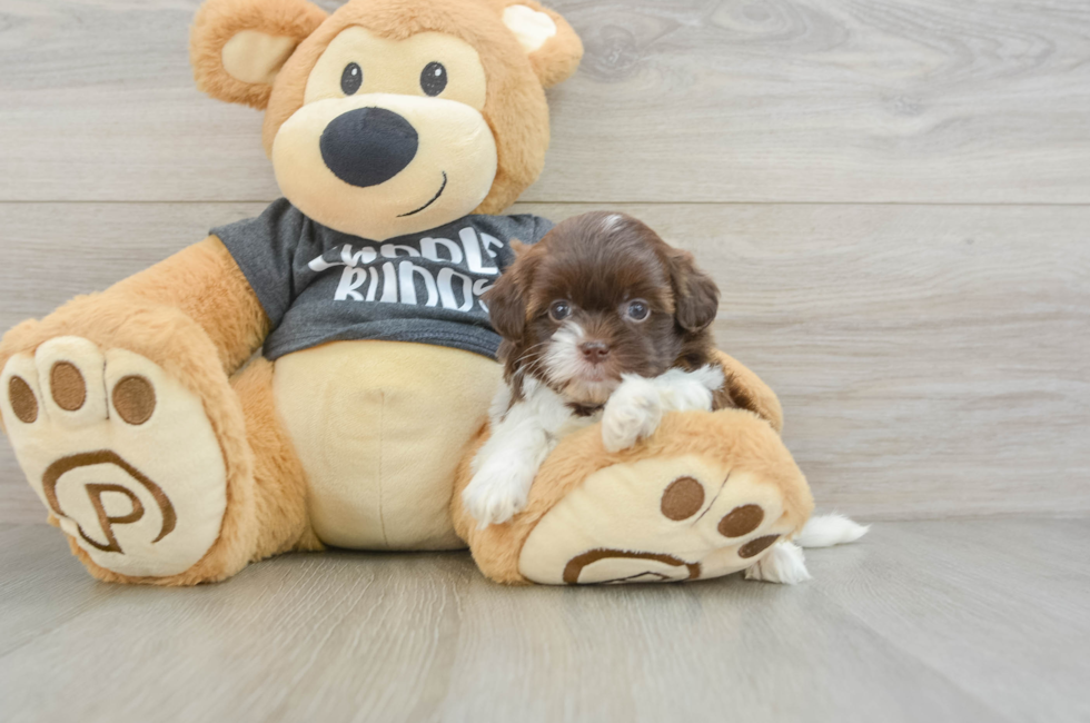 5 week old Shih Poo Puppy For Sale - Premier Pups