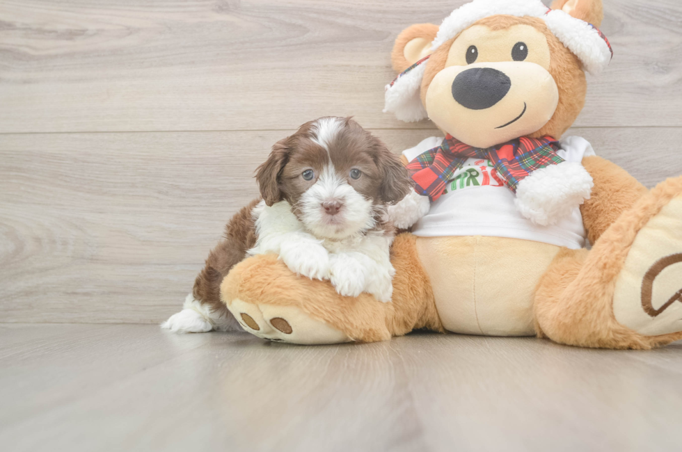 5 week old Shih Poo Puppy For Sale - Premier Pups