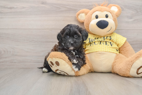 Smart Shih Poo Poodle Mix Pup