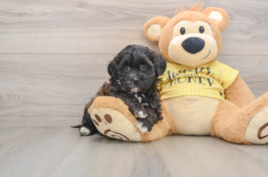 Smart Shih Poo Poodle Mix Pup