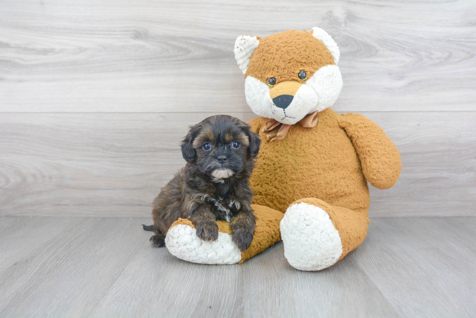 Best Shih Poo Baby