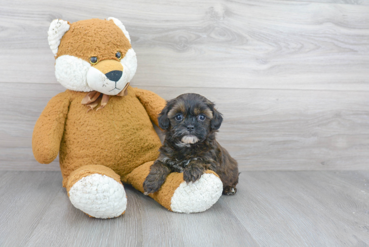 Best Shih Poo Baby