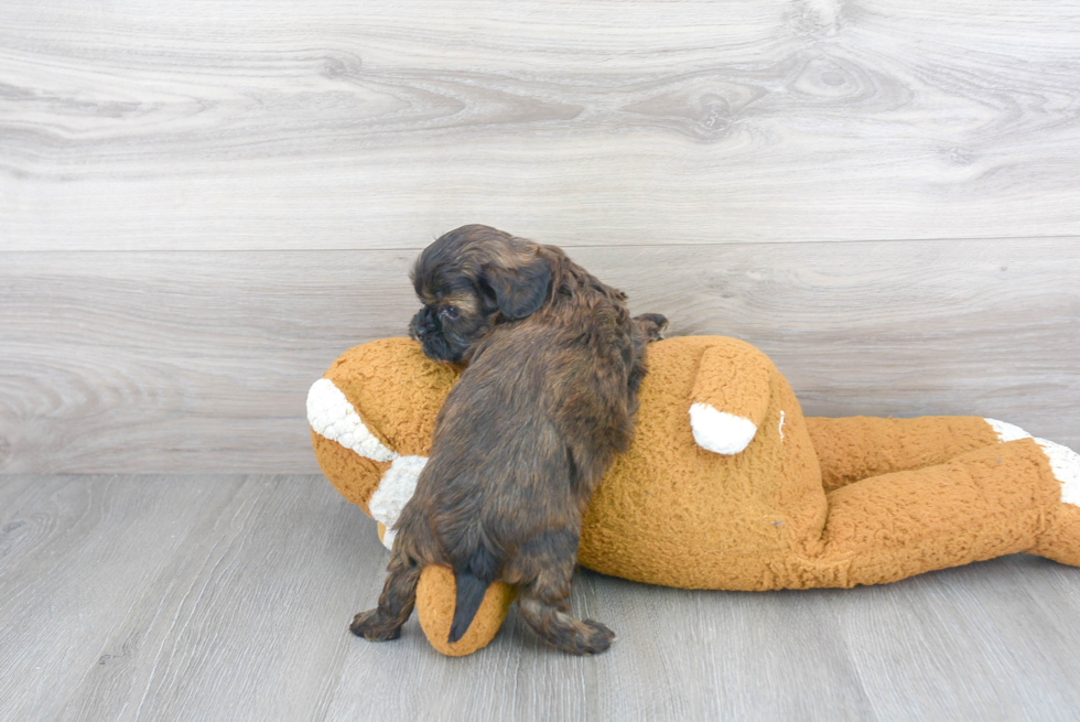 Shih Poo Puppy for Adoption