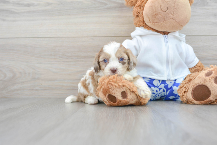 Best Shih Poo Baby