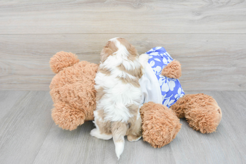 Adorable Shih Poo Poodle Mix Puppy