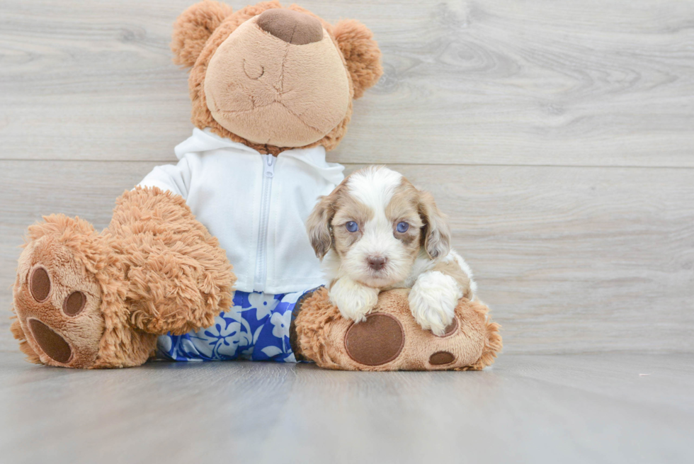 Funny Shih Poo Poodle Mix Pup