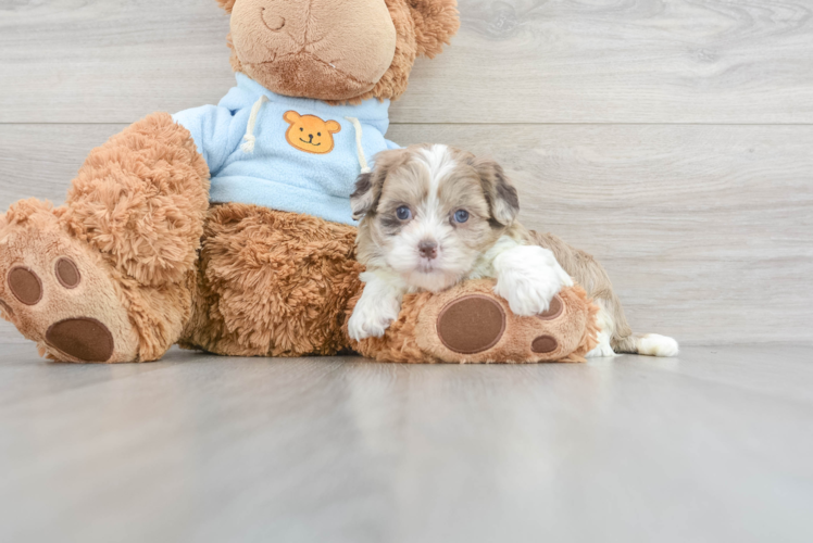 Cute Shih Poo Baby