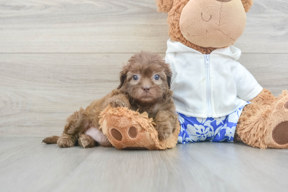 Adorable Shih Poo Poodle Mix Puppy