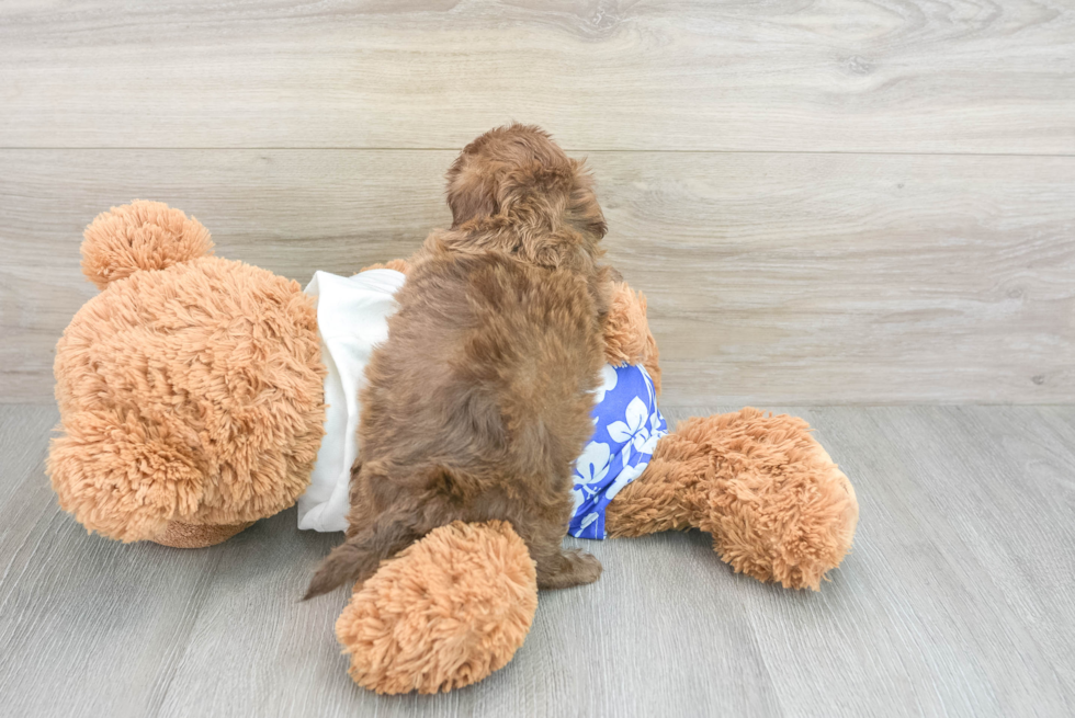 Popular Shih Poo Poodle Mix Pup