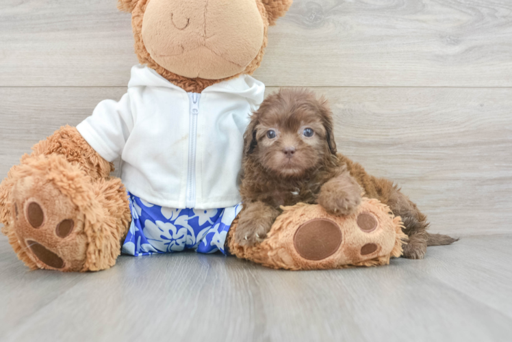 Friendly Shih Poo Baby