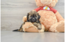 Shih Poo Puppy for Adoption