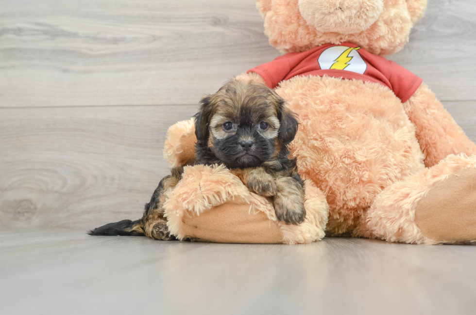 5 week old Shih Poo Puppy For Sale - Premier Pups