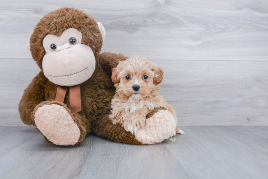 Energetic Shih Poo Poodle Mix Puppy