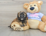 6 week old Shih Poo Puppy For Sale - Premier Pups