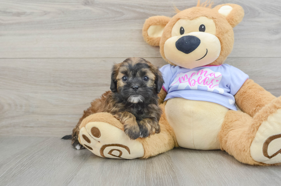 6 week old Shih Poo Puppy For Sale - Premier Pups