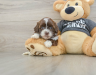8 week old Shih Poo Puppy For Sale - Premier Pups